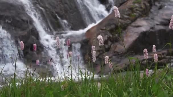 Зеленый луг с фиолетовыми цветами на фоне водопада — стоковое видео