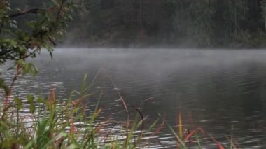 Su yüzeyinde sis olan orman gölü
