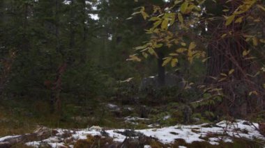 Sonbahar çam ormanındaki ilk kar. Ağaçların sarı yaprakları güçlü rüzgarda sallanıyor.