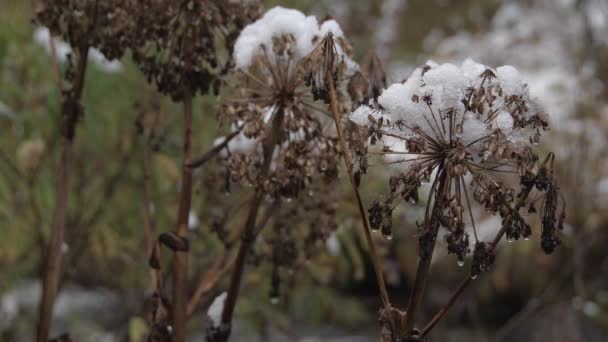 La neve è rimasta sugli steli. Infiorescenze di piante nella foresta. — Video Stock