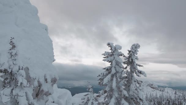 Zimowa scena w lesie leśnym w śniegu — Wideo stockowe