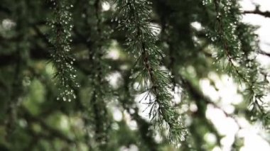 Yağmur damlalı yeşil tarla dalları