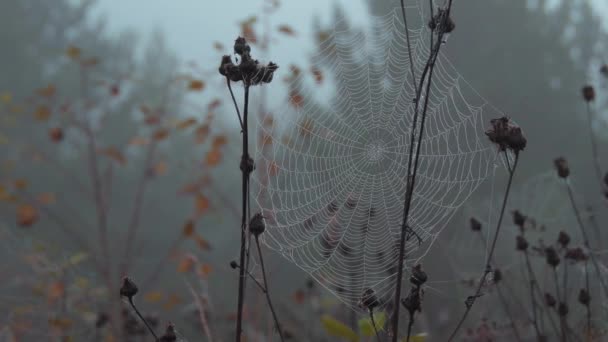 Çalılıklardaki çiğ damlalarında örümcek ağı — Stok video