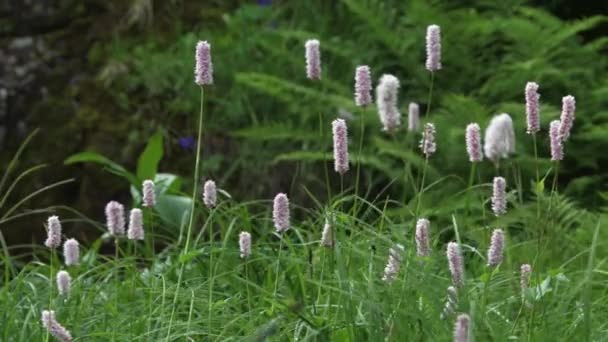 Lila Wegerich-Blütenstände bewegen sich im Wind im dichten grünen Gras. — Stockvideo