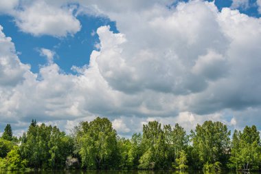 Huş ağacı ormanında mavi bulutlu gökyüzü