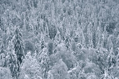 Tepenin yamacında kar ağaçları. Arka planda donmuş yoğun kış ormanı.