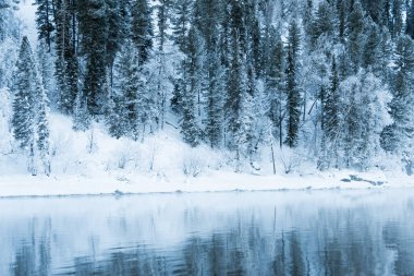 Nehir kıyısındaki kar ormanı. Sudaki buz ağaçlarının yansıması.