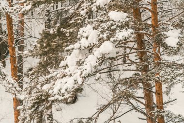 Kış ormanında uzun çam ağaçlarının sarı gövdeleri. Ağaçların dalları taze karla kaplıdır..