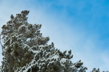 Mavi gökyüzüne karşı donmakta olan dallar. Beyaz kadifede kar ormanı. Güneşli ve soğuk havada aşağıdan manzara.