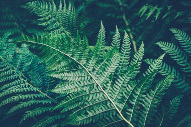 Eğrelti otları. Yağmur ormanlarında yeşil yaprak örtüsü. Eğreltiotu yapraklarının doğal dokusu.