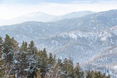 Yumuşak tepeler kar ormanlarıyla kaplıdır. Kış günü dağ vadisi manzarası