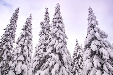 Pembe günbatımı gökyüzünün altında donmuş köknar ağaçları. Kalın dalları olan Rus kış ormanı.