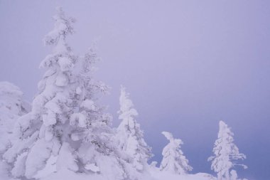 Tepenin yamacında karla kaplı ağaçlar. Pembe şafakta peri ormanı. Sihirli kış manzarası
