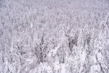 Tepenin yamacında kar ağaçları. Arka planda donmuş yoğun kış ormanı.