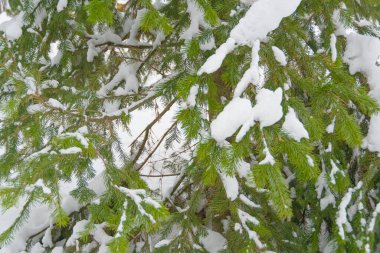 Kış manzarası. Yamaçtaki orman kar ve buzla kaplıdır. Sibirya 'da soğuk hava.
