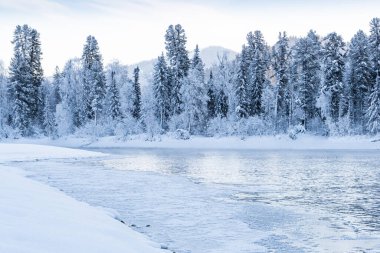 Buz gibi nehrin yamacındaki kar ormanı.