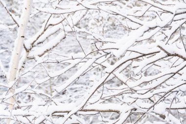 Yapraksız ağaçların dalları. Kış ormanlarındaki çalılıklarda kar ve buz
