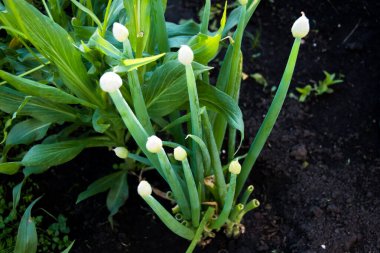 Yaz bahçesinde yeşil soğan tüyleri