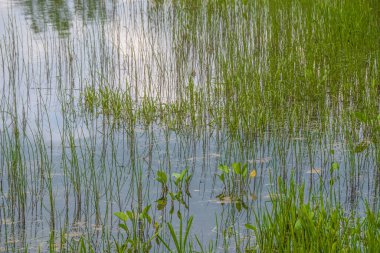 Yaz günü küçük bataklıkta topak yeşil at kuyruğu