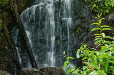 Yeşil çimenlerin arasında şelale. Yaz yağmur ormanlarında yosunlu kayaların üzerindeki dağ deresi. Alp çağındaki hızlı akış