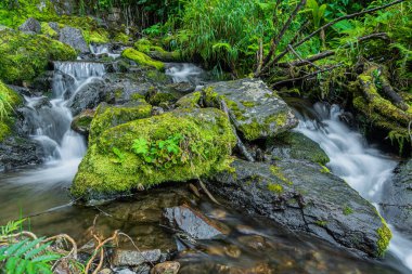 Orman vadisindeki kayalar ve kayalar arasındaki fırtınalı dere. Dağ nehri.