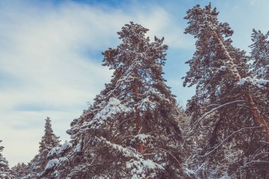 Bulutlu bir günde yoğun kar ormanı. Soğuk dondaki çam ağaçlarının dalları. Tayga 'da soğuk kış.