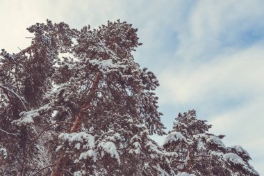 Çam dalları hafif karla kaplıdır. Kış ormanının donmuş kozalaklı iğneleri
