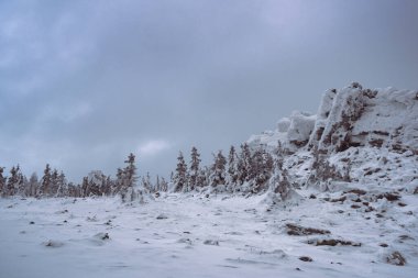 Dağda donmuş köknar ağaçları. Bulutlu bir kış gökyüzünün altındaki kar ormanı. Dağlarda kar ve karla kaplı ağaçlar