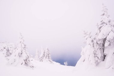 Dağ sırasındaki kar ormanı. Soğuk bir sabahta kış manzarası