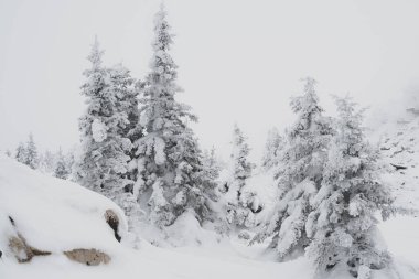 Karla kaplı ağaçlarla kaplı bir orman. Kar yağdıktan sonra dallara kar düşer..