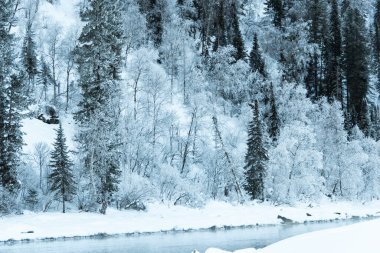 Buz gibi nehrin yamacındaki kar ormanı.