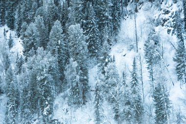 Tepenin yamacında kar ağaçları. Çam ağaçlarının dallarında don olan peri ormanı. Tepenin yamacındaki karanlık ve sisli orman
