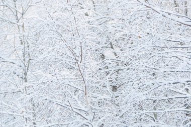 Yapraksız ağaçların dalları. Kış ormanlarındaki çalılıklarda kar ve buz