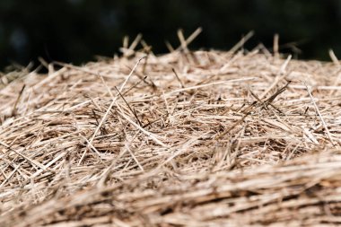 Arka plan olarak kuru saman yığını. Doku samanı