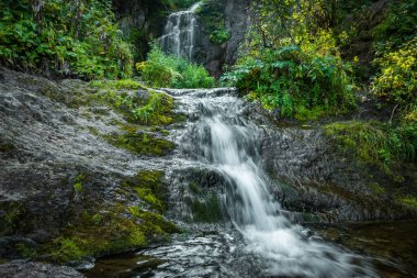 Yağmur ormanlarındaki orman deresi. Yosunlu kayalar ve yeşillikler arasında şelale. Yaz günü dağ nehri. Dağ deresi çağlayanlarıyla dolu doğa manzarası ormandaki gür çalıların arasında..
