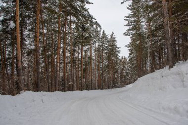Kışın çam ormanında kar yolu. Kırsal bir yolda buz ve kar fırtınası. Kar yığınlarından yolu temizliyorum..