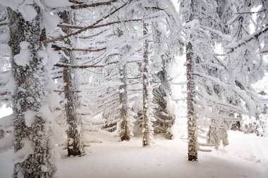 Donmuş ağaç gövdeleri ve dalları ile muhteşem karlı kış ormanı