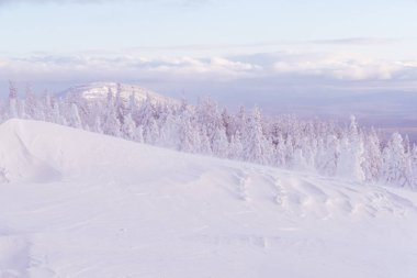 Köknar ağaçlarıyla kaplı kış manzarası. Buz kaplı orman, pembe sabah ışınlarıyla aydınlanır.