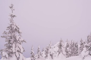 Dağ sırasındaki kar ormanı. Soğuk bir sabahta kış manzarası