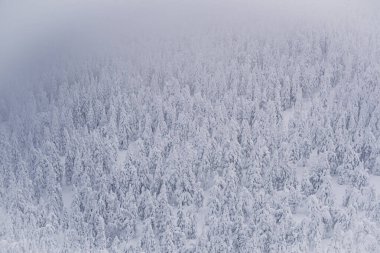 Kozalaklı ağaçlar kar serpiyor. Beyaz donmuş ormanın yüksekliğinden görünüm