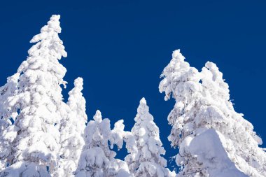 Mavi gökyüzüne karşı kalın karla kaplı ağaç tepeleri. Kış ormanı Aydınlık bir günde