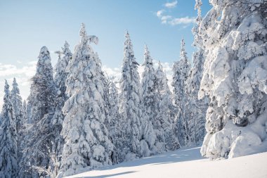 Firavun dalları, sarmaşıktır. Kış doğası, karlı orman
