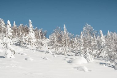 Mavi gökyüzünün altındaki kış ormanı manzarası. Güneşli bir günde kar fırtınalı dağ vadisi