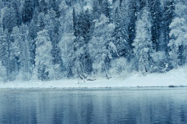Nehir kıyısındaki kar ormanı. Sudaki buz ağaçlarının yansıması.