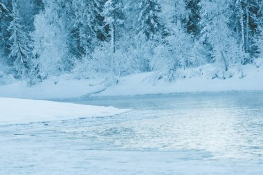 Buz gibi nehrin yamacındaki kar ormanı.