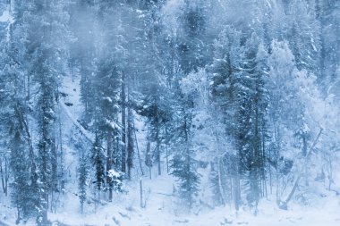 Tepenin yamacında kar ağaçları. Çam ağaçlarının dallarında don olan peri ormanı. Tepenin yamacındaki karanlık ve sisli orman