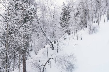 Yokuşta çam ağaçları ve donmuş ağaç dalları olan Sibirya kış ormanı