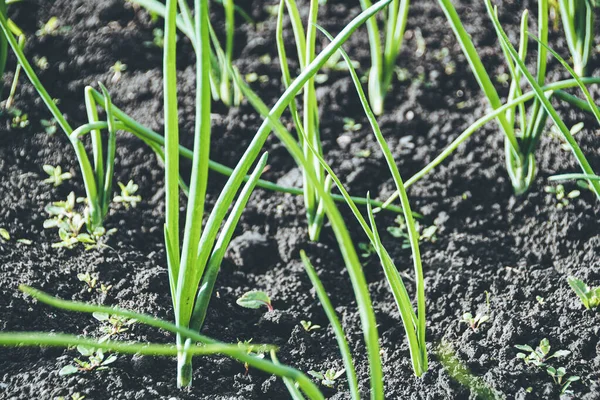 Vihreä Sipuli Höyhenet Kesäpuutarhassa — kuvapankkivalokuva