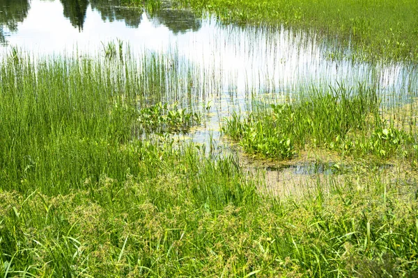 Klumpiger Grüner Schachtelhalm Kleinen Sumpf Einem Sommertag — Stockfoto