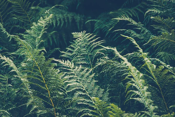 Bosjes Varens Groene Bladkap Het Regenwoud Scenic Natuurlijke Textuur Van — Stockfoto